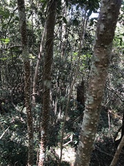 Zanthoxylum brachyacanthum