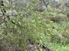 Kunzea leptospermoides