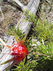 Lambertia formosa
