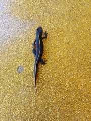Triturus carnifex