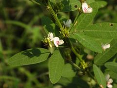 Lespedeza daurica