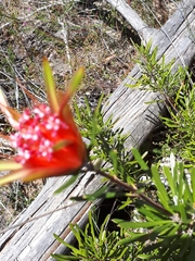 Lambertia formosa