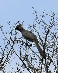Corythaixoides concolor