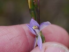 Thelymitra colensoi