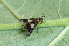 Chrysops caecutiens
