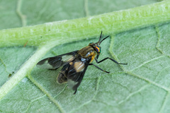 Chrysops caecutiens