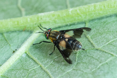 Chrysops caecutiens