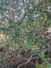 Buddleja saligna
