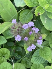 Clinopodium chinense