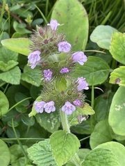 Clinopodium chinense