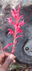 Watsonia