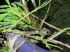 Zhangixalus prasinatus