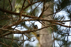 Rhipidura fuliginosa placabilis