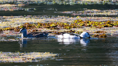 Nettapus coromandelianus