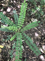 Sophora fraseri