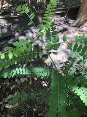 Sophora fraseri