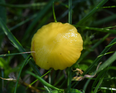 Hygrocybe ceracea