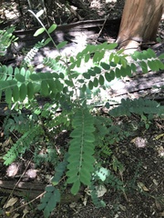 Sophora fraseri
