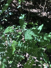 Sophora fraseri