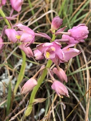 Eulophia aculeata huttonii