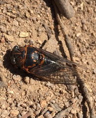 Tibicina
