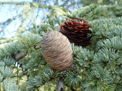 Cedrus atlantica