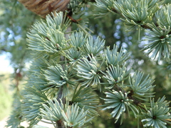 Cedrus atlantica