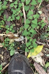 Urtica sykesii