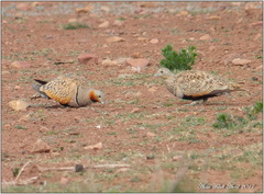 Pterocles orientalis