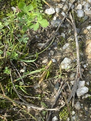 Mecostethus parapleurus