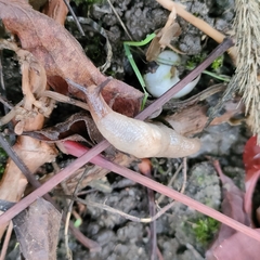 Krynickillus melanocephalus