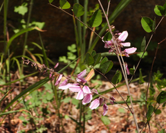 Indigofera kirilowii