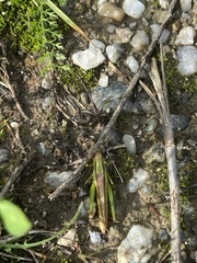 Mecostethus parapleurus