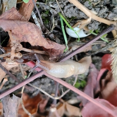 Krynickillus melanocephalus