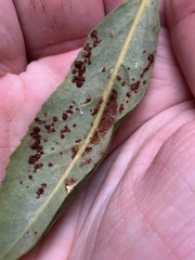 Aceria titirangiensis