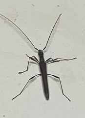 Rhinophthalmus