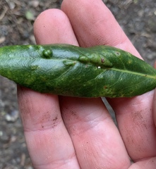 Aceria titirangiensis