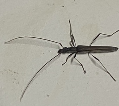 Rhinophthalmus