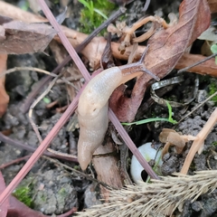 Krynickillus melanocephalus