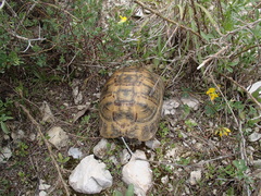 Testudo graeca