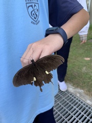 Papilio castor