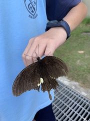 Papilio castor