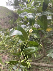 Kraussia floribunda
