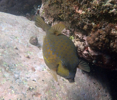 Ostracion immaculatum