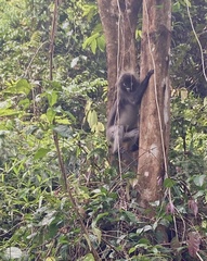 Trachypithecus obscurus