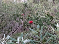 Melaleuca citrina