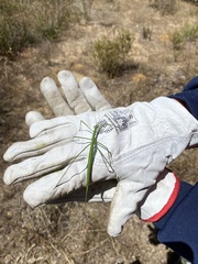 Phasmodes ranatriformis