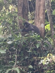 Trachypithecus obscurus