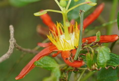 Passiflora cinnabarina
