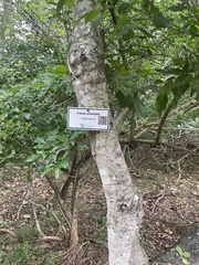 Hedycarya arborea